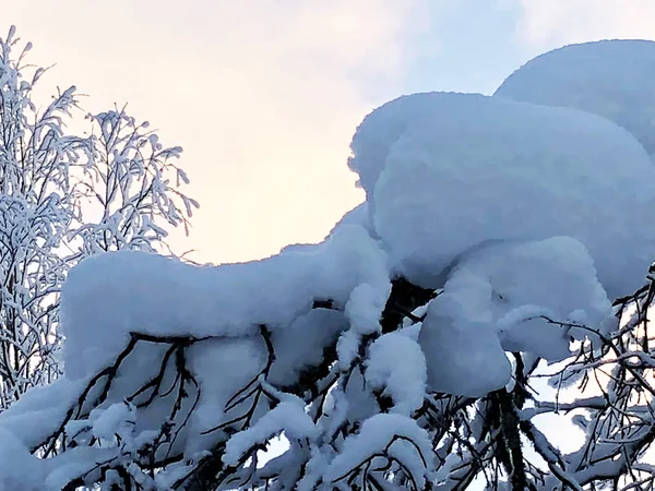 雪中树与蓝天有云 — 图库照片