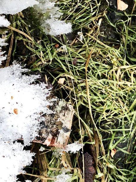 Herbe verte et écorce de bouleau recouverte de neige — Photo