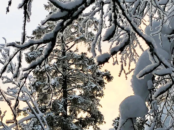 日落背景的冬季森林 — 图库照片