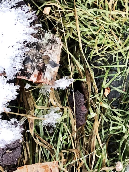 Herbe verte et écorce de bouleau recouverte de neige — Photo