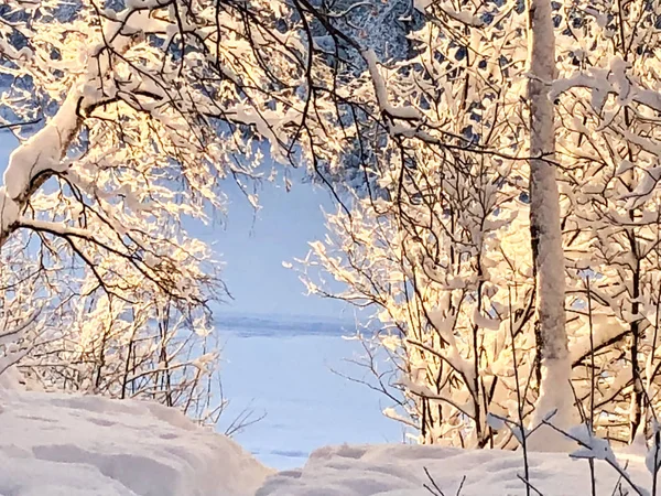 黎明背景下的雪中冬林 — 图库照片