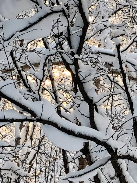 黎明背景下的雪中冬林 — 图库照片