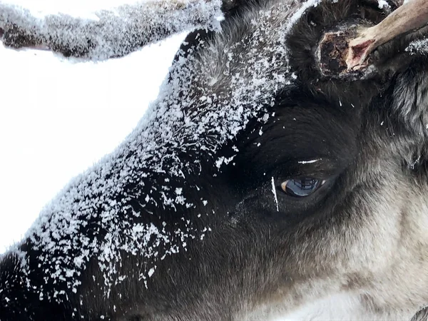 Reno con una mirada expresiva — Foto de Stock