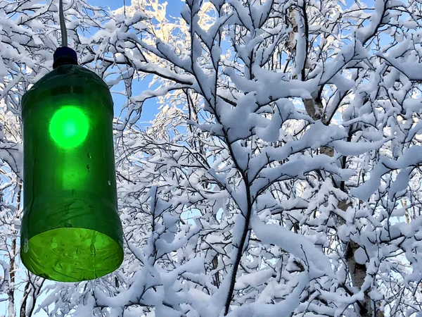 冬季森林背景上的绿灯笼 — 图库照片