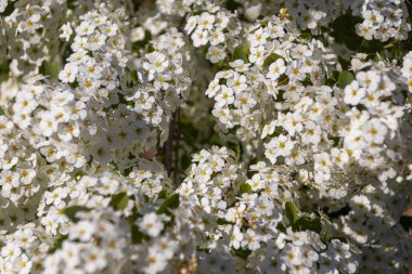 Yazın ağaçta beyaz çiçekler