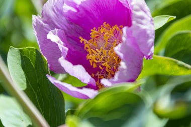 Arka planda pembe şakayıklar açan pembe şakayıklar. Şakayık bahçesi.