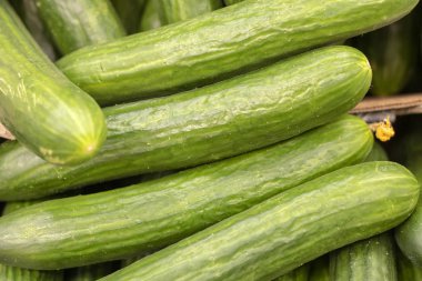 Yeşil salatalık süpermarkette rafta. Organik yemek. Tarım perakendeci. Çiftçinin gıda.