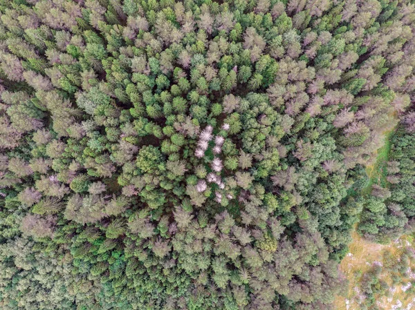 ドローンから見た夏の森の眺め — ストック写真