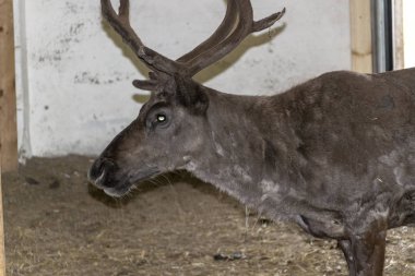 Onun çevre İskandinavya Kuzey iç geyik