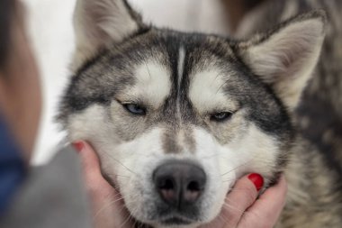 Güzel Husky köpek bakıyor, çok renkli gözler Husky. Yakın çekim