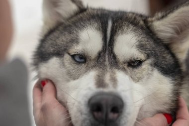 Güzel Husky köpek bakıyor, çok renkli gözler Husky. Yakın çekim