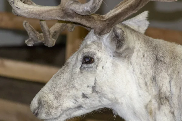 Onun çevre İskandinavya Kuzey iç geyik