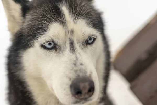 Retrato de perro Husky siberiano adulto gris de ojos azules de cerca — Foto de Stock