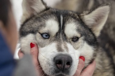 Güzel Husky köpek bakıyor, çok renkli gözler Husky. Yakın çekim