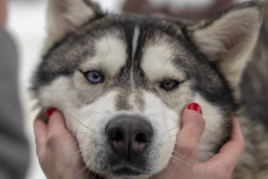 Güzel Husky köpek bakıyor, çok renkli gözler Husky. Yakın çekim