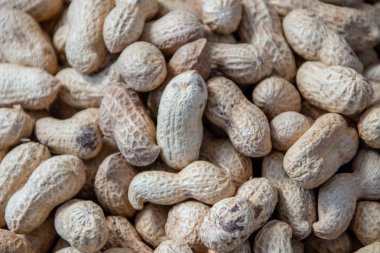 Kabuk dokusunda fıstık. Fıstık arkaplanı