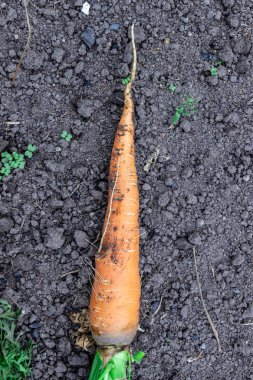 Bir demet taze havuç ve yerde yeşillikler. Yeryüzünün arka planına karşı tarlada yıkanmamış büyük, sulu bir havuç. Yaklaş..