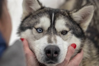 Güzel Husky köpek bakıyor, çok renkli gözler Husky. Yakın çekim