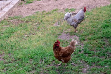 Geleneksel serbest kümes hayvanları çiftçiliği