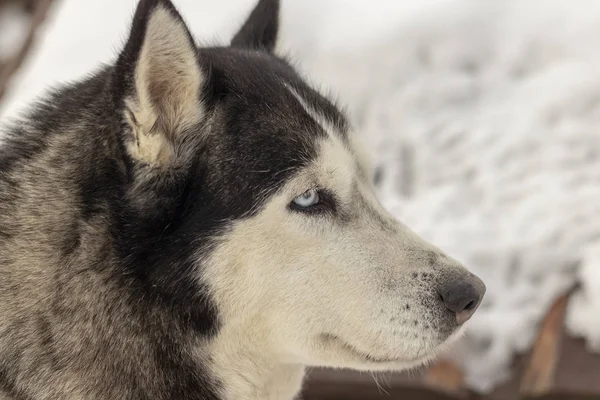 Retrato de perro Husky siberiano adulto gris de ojos azules de cerca — Foto de Stock