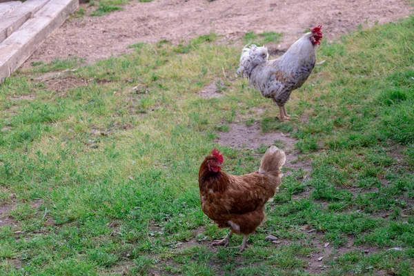 Traditional free range poultry farming