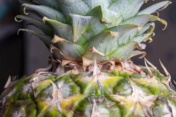 Yeşil ananas yakın, arka plan. Dükkanda yetiştirilen taze ananas çeşitleri. Meyve suyu, strudel, üzüm püresi, komposto için uygun ananas