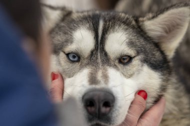 Güzel Husky köpek bakıyor, çok renkli gözler Husky. Yakın çekim