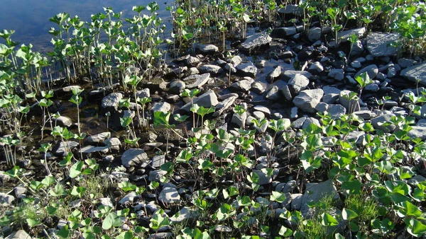 Nehir manzaralı yaz manzarası uzak kuzeyin doğasıyla ilgilenir.