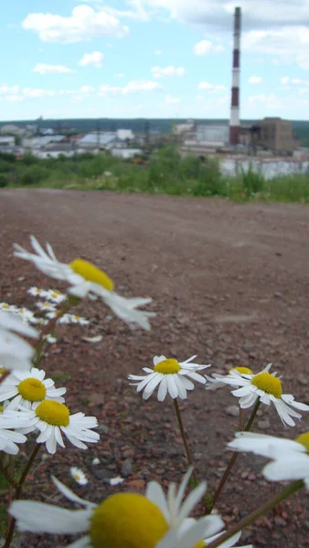Kamillenblüten am Rande der Natur des Nordens im Sommer — Stockfoto