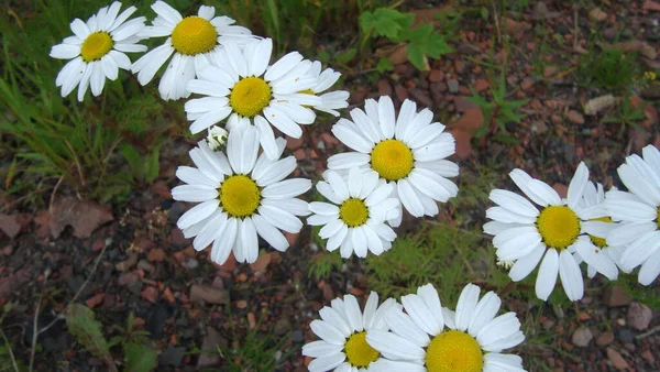 여름에는 자연의 가장자리에 있는 카모 마일 꽃들 — 스톡 사진