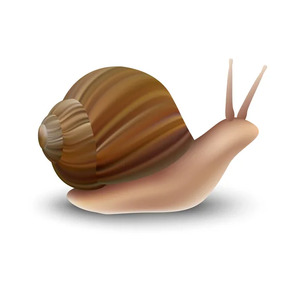 Modèle d'escargot, style réaliste — Image vectorielle