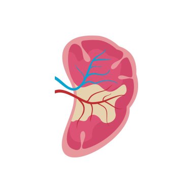 Half kidney icon, flat style clipart
