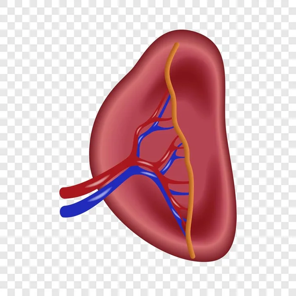 Struttura dell'icona della milza umana, stile realistico — Vettoriale Stock