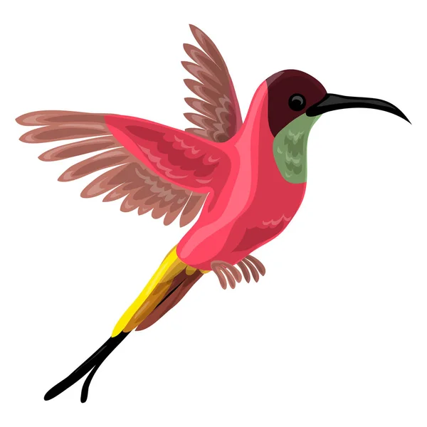 Icono de pájaro de Colibri, estilo de dibujos animados — Vector de stock