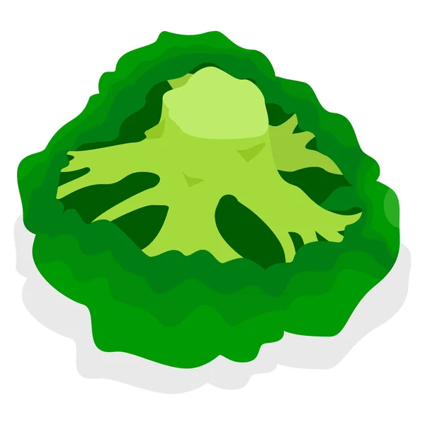 Färsk broccoli Ikonuppsättning, isometrisk stil — Stock vektor