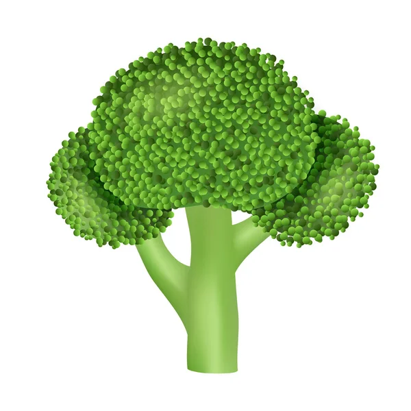 Természetes brokkoli ikon, reális stílus — Stock Vector