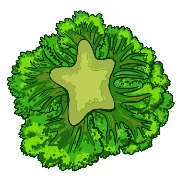 Ícone de couve brócolis, estilo cartoon — Vetor de Stock