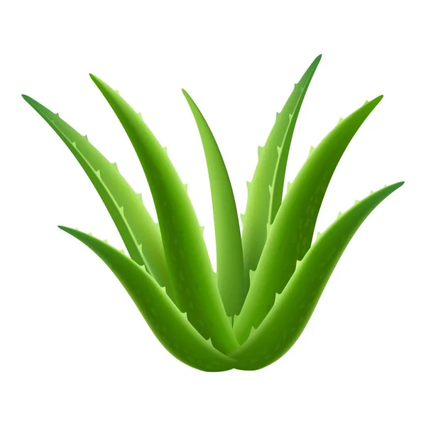 Icono de planta de aloe vera, estilo realista — Vector de stock