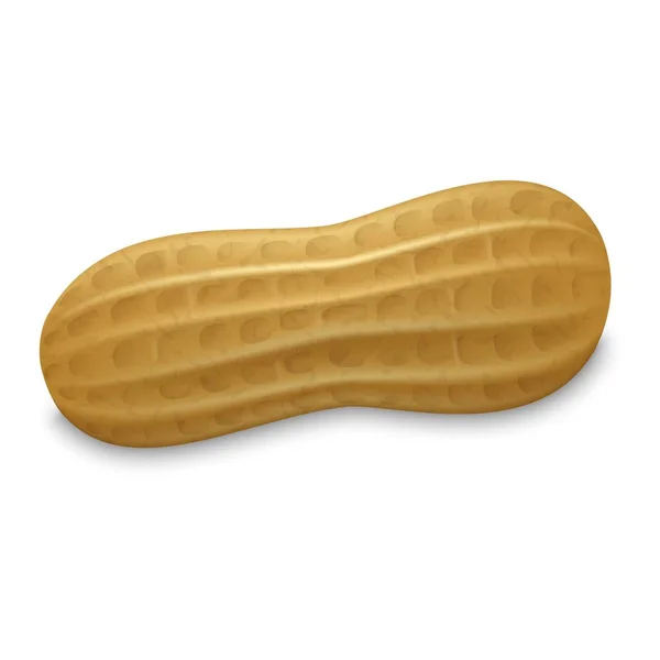 ピーナッツ全体シェル アイコン、現実的なスタイル — ストックベクタ