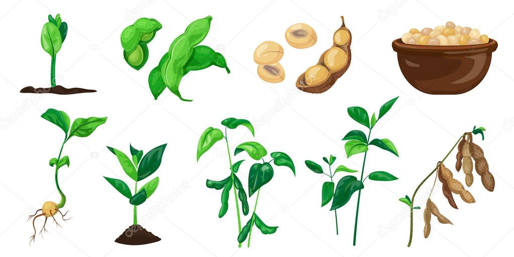 Soybean icons set, cartoon style