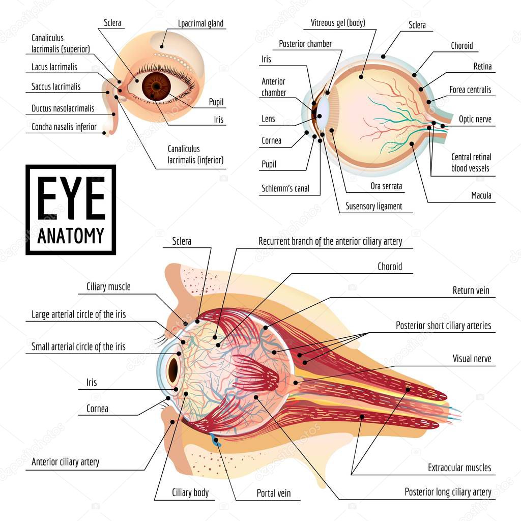 Eyeball infographic, cartoon style