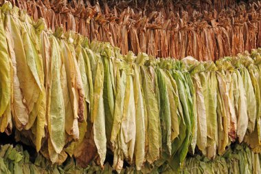 Bir ahır işlemeden önce asılı kurutma tütün yaprakları