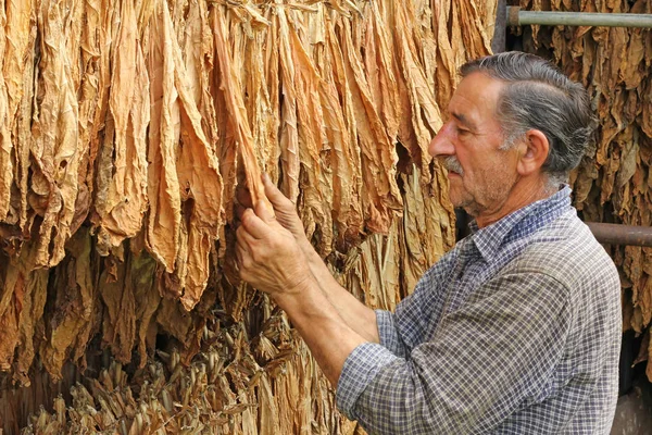 Fermier Âgé Regardant Contrôlant Feuille Tabac Sèche Dans Sèche Linge — Photo