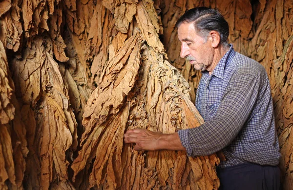 Senior Landwirt Sucht Und Kontrolliert Trockenes Tabakblatt Trockner — Stockfoto