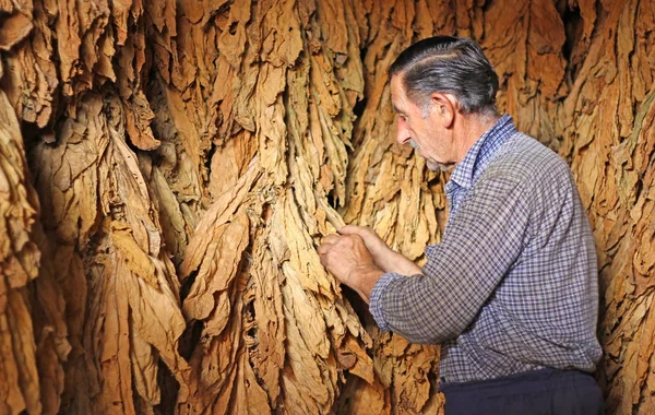 Fermier Âgé Regardant Contrôlant Feuille Tabac Sèche Dans Sèche Linge — Photo