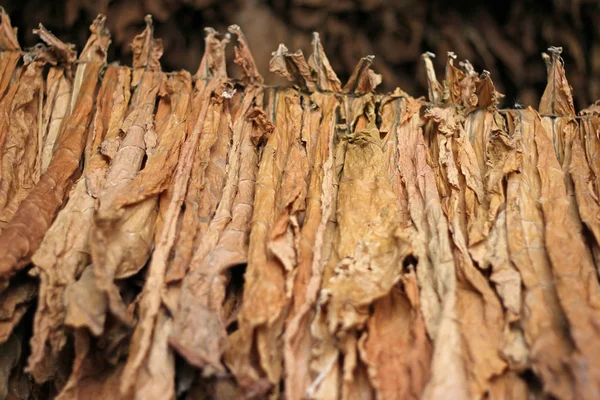 Ξήρανση Καπνού Φύλλα Κρέμονται Μια Σιταποθήκη Πριν Την Επεξεργασία — Φωτογραφία Αρχείου