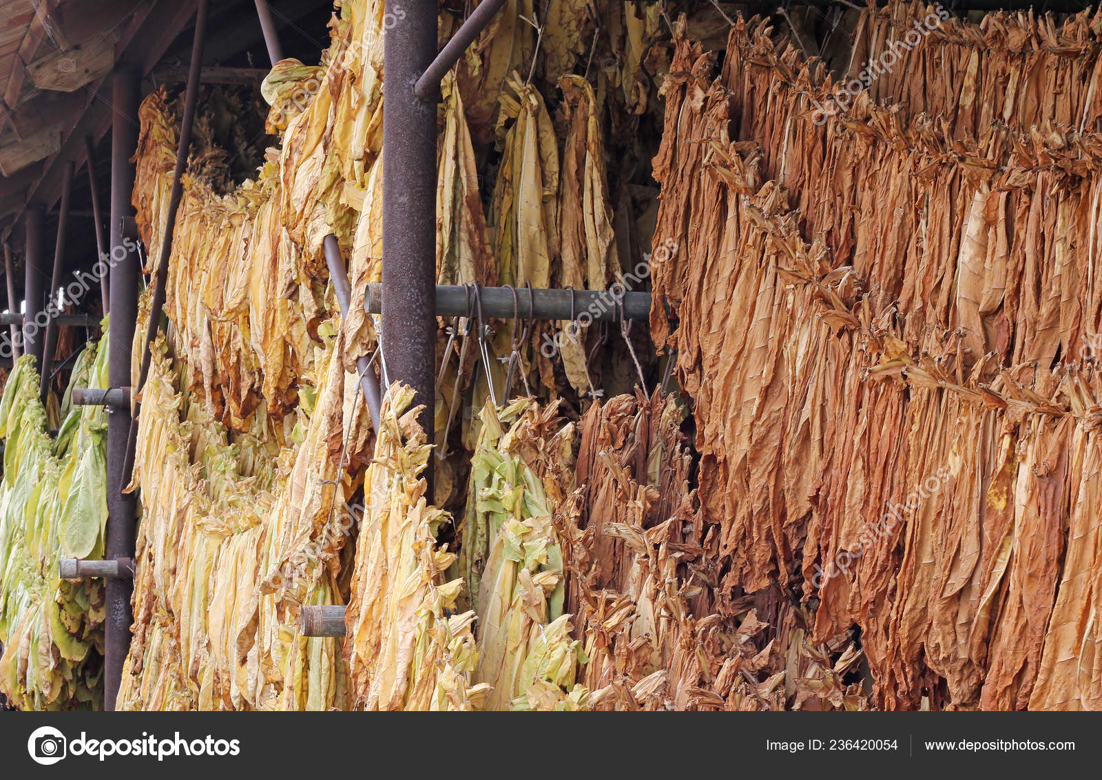 Pictures Tobacco Barns Drying Tobacco Leaves Hanging Barn