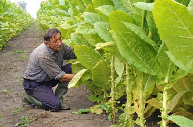 Üst düzey çiftçi tütün alanında malzeme çekme