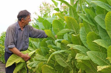 Üst düzey çiftçi tütün alanında malzeme çekme