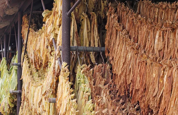 Drying Tobacco Leaves Hanging Barn Processing — Stock Photo, Image